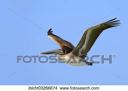 "Brown Pelican (Pelecanus occidentalis), juvenile, in flight, Sanibel Island, Florida, United States, North America" View Large Photo Image Picture - "Brown Pelican (Pelecanus occidentalis), juvenile, in flight, Sanibel Island, Florida, United States, North America". Fotosearch