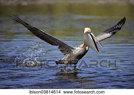 "Brown Pelican (Pelecanus occidentalis), starting, Sanibel Island, Florida, USA" View Large Photo Image Picture - "Brown Pelican (Pelecanus occidentalis), starting, Sanibel Island, Florida, USA". Fotosearch