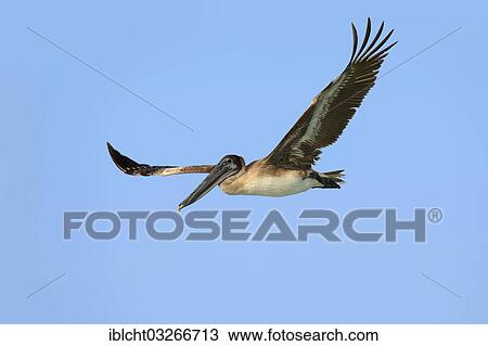 "Brown Pelican (Pelecanus occidentalis), juvenile, in flight, Sanibel Island, Florida, United States, North America" View Large Photo Image Stock Image - "Brown Pelican (Pelecanus occidentalis), juvenile, in flight, Sanibel Island, Florida, United States, North America". Fotosearch