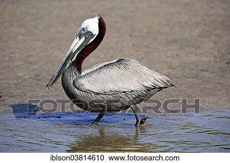"Brown Pelican (Pelecanus occidentalis), Sanibel Island, Florida, USA" View Large Photo Image Stock Image - "Brown Pelican (Pelecanus occidentalis), Sanibel Island, Florida, USA". Fotosearch