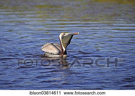 "Brown Pelican (Pelecanus occidentalis), Sanibel Island, Florida, USA" View Large Photo Image Stock Image - "Brown Pelican (Pelecanus occidentalis), Sanibel Island, Florida, USA". Fotosearch