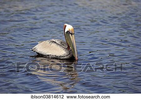 "Brown Pelican (Pelecanus occidentalis), Sanibel Island, Florida, USA" View Large Photo Image Stock Image - "Brown Pelican (Pelecanus occidentalis), Sanibel Island, Florida, USA". Fotosearch