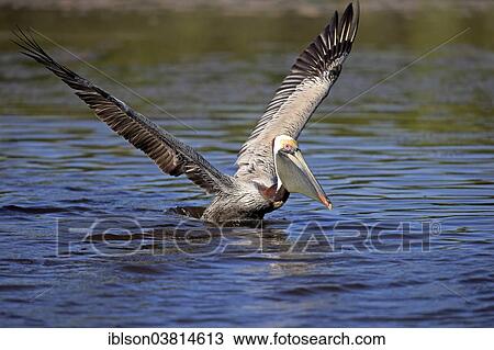 "Brown Pelican (Pelecanus occidentalis), starting, Sanibel Island, Florida, USA" View Large Photo Image Stock Image - "Brown Pelican (Pelecanus occidentalis), starting, Sanibel Island, Florida, USA". Fotosearch
