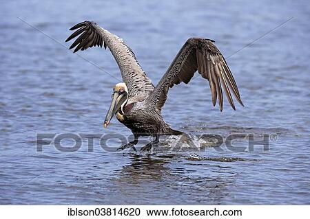 "Brown Pelican (Pelecanus occidentalis), starting, Sanibel Island, Florida, USA" View Large Photo Image Stock Image - "Brown Pelican (Pelecanus occidentalis), starting, Sanibel Island, Florida, USA". Fotosearch
