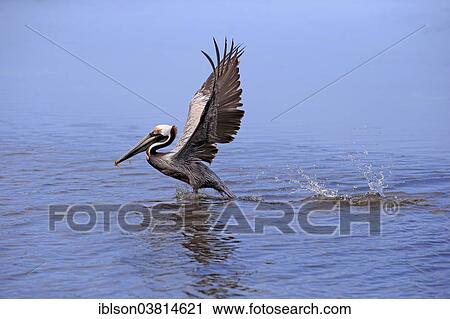 "Brown Pelican (Pelecanus occidentalis), starting, Sanibel Island, Florida, USA" View Large Photo Image Stock Image - "Brown Pelican (Pelecanus occidentalis), starting, Sanibel Island, Florida, USA". Fotosearch