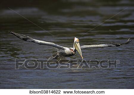 Stock Image - "Brown Pelican (Pelecanus occidentalis), fliegt auf, Sanibel Island, Florida, USA". Fotosearch