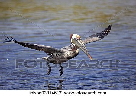 "Brown Pelican (Pelecanus occidentalis), starting, Sanibel Island, Florida, USA" View Large Photo Image Stock Photo - "Brown Pelican (Pelecanus occidentalis), starting, Sanibel Island, Florida, USA". Fotosearch