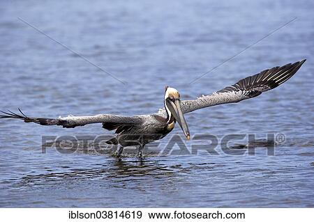 "Brown Pelican (Pelecanus occidentalis), starting, Sanibel Island, Florida, USA" View Large Photo Image Stock Photo - "Brown Pelican (Pelecanus occidentalis), starting, Sanibel Island, Florida, USA". Fotosearch