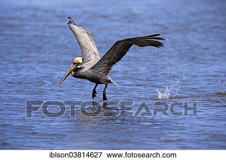 "Brown Pelican (Pelecanus occidentalis), starting, Sanibel Island, Florida, USA" View Large Photo Image Stock Photo - "Brown Pelican (Pelecanus occidentalis), starting, Sanibel Island, Florida, USA". Fotosearch