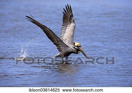 "Brown Pelican (Pelecanus occidentalis), starting, Sanibel Island, Florida, USA" View Large Photo Image Stock Photography - "Brown Pelican (Pelecanus occidentalis), starting, Sanibel Island, Florida, USA". Fotosearch