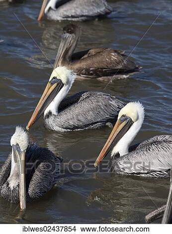 "Brown Pelicans (Pelecanus occidentalis) looking for the non-shrimp bycatch which is discarded from a shrimp trawler, Mobile Bay, Alabama, USA" View Large Photo Image Picture - "Brown Pelicans (Pelecanus occidentalis) looking for the non-shrimp bycatch which is discarded from a shrimp trawler, Mobile Bay, Alabama, USA". Fotosearch