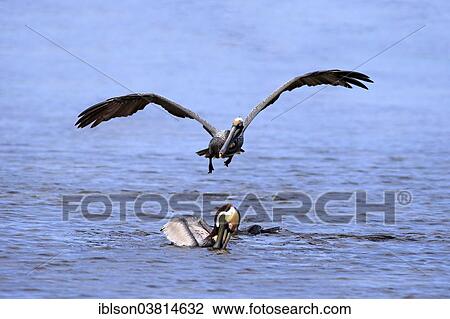 "Brown Pelicans (Pelecanus occidentalis) in the water and flying, Sanibel Island, Florida, USA" View Large Photo Image Stock Image - "Brown Pelicans (Pelecanus occidentalis) in the water and flying, Sanibel Island, Florida, USA". Fotosearch