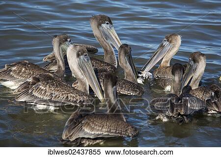 Stock Photography - "Brown Pelicans (Pelecanus occidentalis) surrounding and attacking a baby gull, Mobile Bay, Alabama, USA". Fotosearch