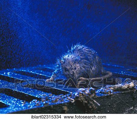 Brown Rat or Norway Rat (Rattus norvegicus) on a manhole cover in the rain at night View Large Photo Image Picture - Brown Rat or Norway Rat (Rattus norvegicus) on a manhole cover in the rain at night. Fotosearch