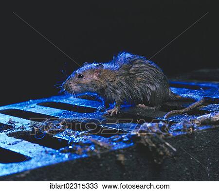 Stock Image - Brown Rat or Norway Rat (Rattus norvegicus) on a manhole cover in the rain at night. Fotosearch