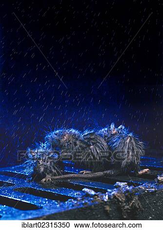 Stock Image - Brown Rat or Norway Rat (Rattus norvegicus) on a manhole cover in the rain at night. Fotosearch