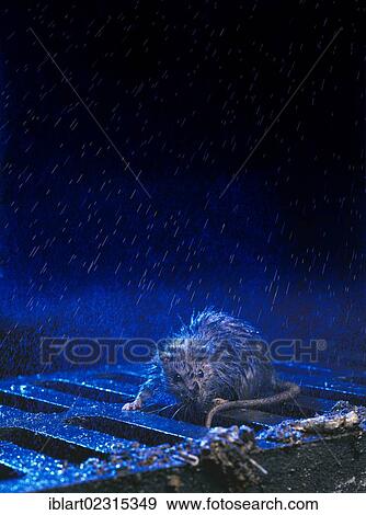Stock Photo - Brown Rat or Norway Rat (Rattus norvegicus) on a manhole cover in the rain at night. Fotosearch