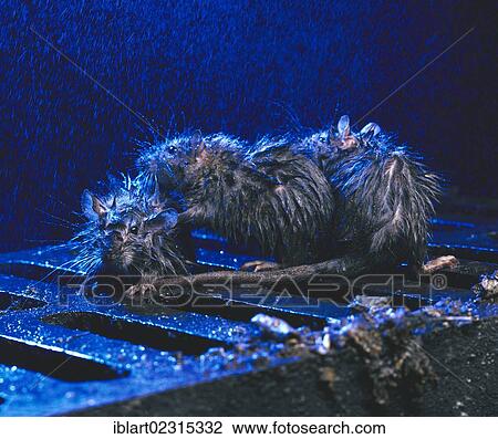 Brown Rats or Norway Rats (Rattus norvegicus) on a manhole cover in the rain at night View Large Photo Image Stock Image - Brown Rats or Norway Rats (Rattus norvegicus) on a manhole cover in the rain at night. Fotosearch