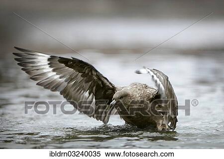 "Brown Skua or Subantarctic Skua (Stercorarius antarcticus) bathing in puddle, Stromness, South Georgia and the South Sandwich Islands, United Kingdom, Antarctica" View Large Photo Image Stock Photography - "Brown Skua or Subantarctic Skua (Stercorarius antarcticus) bathing in puddle, Stromness, South Georgia and the South Sandwich Islands, United Kingdom, Antarctica". Fotosearch