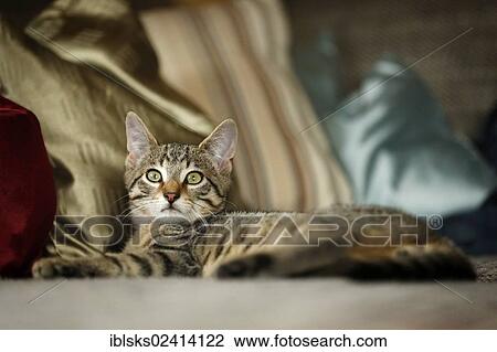 Brown tabby cat, 4 months, lying on a sofa View Large Photo Image Stock Image - Brown tabby cat, 4 months, lying on a sofa. Fotosearch