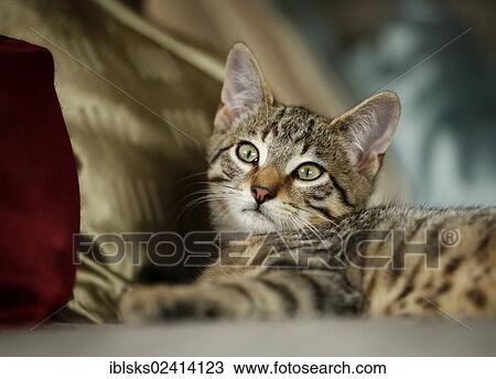 Brown tabby cat, 4 months, lying on a sofa View Large Photo Image Stock Image - Brown tabby cat, 4 months, lying on a sofa. Fotosearch