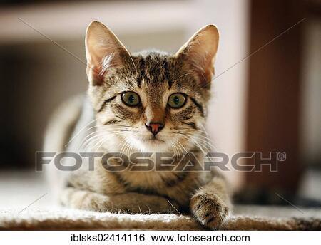 Brown tabby cat, 4 months, lying on a sofa View Large Photo Image Stock Photograph - Brown tabby cat, 4 months, lying on a sofa. Fotosearch