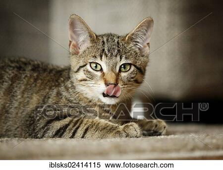 Brown tabby cat, 4 months, lying on a sofa, licking its nose View Large Photo Image Stock Photography - Brown tabby cat, 4 months, lying on a sofa, licking its nose. Fotosearch