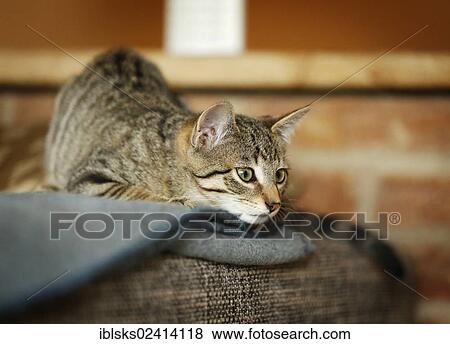 Brown tabby cat, 4 months, lying prepared to pounce on a sofa View Large Photo Image Stock Photo - Brown tabby cat, 4 months, lying prepared to pounce on a sofa. Fotosearch