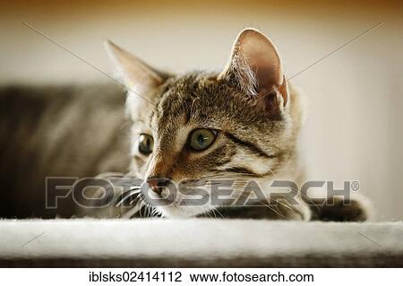 Brown tabby cat, 4 months, on a sofa View Large Photo Image Stock Image - Brown tabby cat, 4 months, on a sofa. Fotosearch
