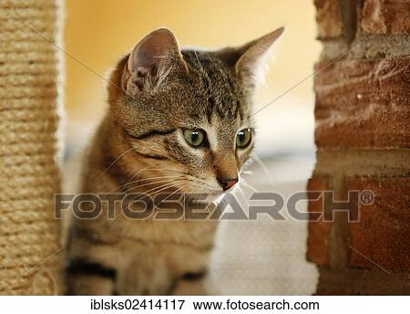 Brown tabby cat, 4 months, sitting in a cat tree View Large Photo Image Stock Photo - Brown tabby cat, 4 months, sitting in a cat tree. Fotosearch
