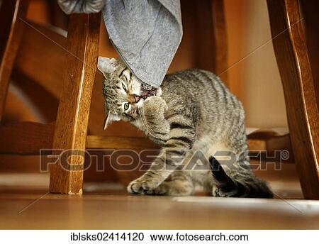 Brown tabby cat, 4 months, sitting on the floor under a chair and playing with a jacket View Large Photo Image Stock Image - Brown tabby cat, 4 months, sitting on the floor under a chair and playing with a jacket. Fotosearch
