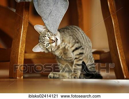 Brown tabby cat, 4 months, sitting on the floor under a chair and playing with a jacket View Large Photo Image Stock Image - Brown tabby cat, 4 months, sitting on the floor under a chair and playing with a jacket. Fotosearch