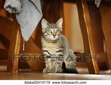 Brown tabby cat, 4 months, sitting on the floor under a chair View Large Photo Image Stock Photo - Brown tabby cat, 4 months, sitting on the floor under a chair. Fotosearch