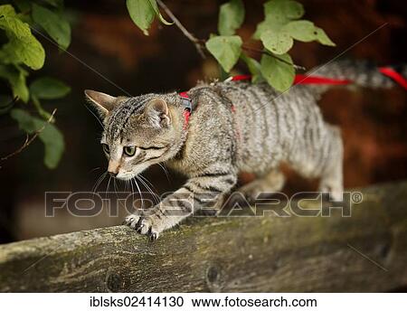 Brown tabby cat, 4 months, wearing a leash, balancing on a wooden fence View Large Photo Image Stock Image - Brown tabby cat, 4 months, wearing a leash, balancing on a wooden fence. Fotosearch