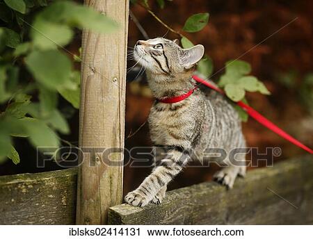Brown tabby cat, 4 months, wearing a leash, balancing on a wooden fence View Large Photo Image Stock Image - Brown tabby cat, 4 months, wearing a leash, balancing on a wooden fence. Fotosearch