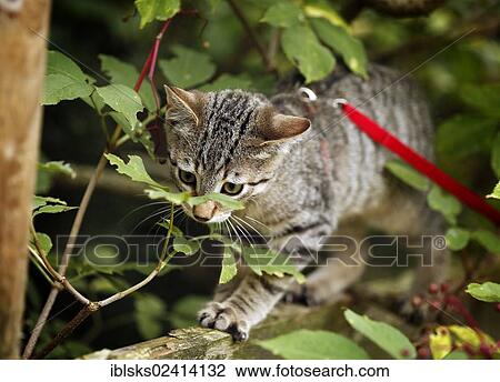 Brown tabby cat, 4 months, wearing a leash, balancing on a wooden fence View Large Photo Image Stock Image - Brown tabby cat, 4 months, wearing a leash, balancing on a wooden fence. Fotosearch