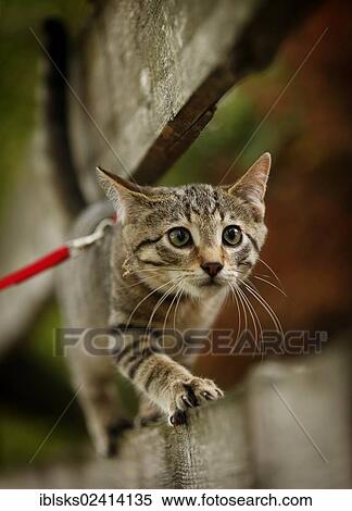 Brown tabby cat, 4 months, wearing a leash, balancing on a wooden fence View Large Photo Image Stock Photography - Brown tabby cat, 4 months, wearing a leash, balancing on a wooden fence. Fotosearch
