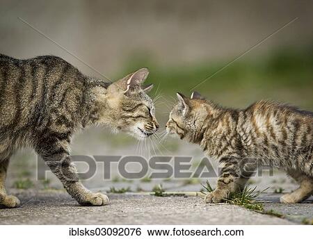 "Brown-tabby cat mother and kittens sniffing each other, Satteldorf, Hohelohe, Baden-Wurttemberg, Germany, Europe" View Large Photo Image Stock Photograph - "Brown-tabby cat mother and kittens sniffing each other, Satteldorf, Hohelohe, Baden-Wurttemberg, Germany, Europe". Fotosearch