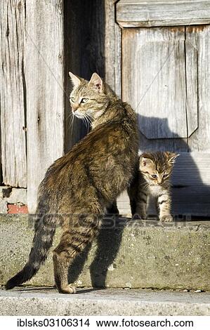 "Brown tabby cat standing with her kitten in front of a wooden door on a step, Satteldorf, Hohenlohe, Baden-Wurttemberg, Germany, Europe" View Large Photo Image Picture - "Brown tabby cat standing with her kitten in front of a wooden door on a step, Satteldorf, Hohenlohe, Baden-Wurttemberg, Germany, Europe". Fotosearch