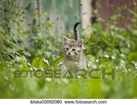 Stock Image - "Brown-tabby kitten exploring a meadow next to a barn, Satteldorf, Hohelohe, Baden-Wurttemberg, Germany, Europe". Fotosearch