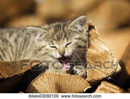 "Brown-tabby kitten, farm cat, lying on a pile of wood, basking in the sun, Satteldorf, Hohelohe, Baden-Wurttemberg, Germany, Europe" View Large Photo Image Stock Image - "Brown-tabby kitten, farm cat, lying on a pile of wood, basking in the sun, Satteldorf, Hohelohe, Baden-Wurttemberg, Germany, Europe". Fotosearch