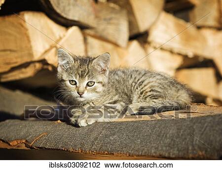 "Brown-tabby kitten, farm cat, lying on a pile of wood, basking in the sun, Satteldorf, Hohelohe, Baden-Wurttemberg, Germany, Europe" View Large Photo Image Stock Image - "Brown-tabby kitten, farm cat, lying on a pile of wood, basking in the sun, Satteldorf, Hohelohe, Baden-Wurttemberg, Germany, Europe". Fotosearch