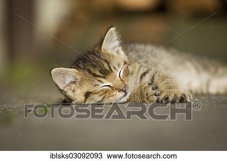 "Brown-tabby kitten, farm cat, resting in the sunshine on a street, asleep, Satteldorf, Hohelohe, Baden-Wurttemberg, Germany, Europe" View Large Photo Image Stock Image - "Brown-tabby kitten, farm cat, resting in the sunshine on a street, asleep, Satteldorf, Hohelohe, Baden-Wurttemberg, Germany, Europe". Fotosearch