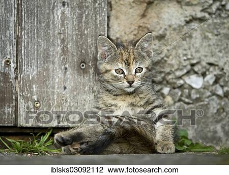 Stock Image - "Brown-tabby kitten, farm cat, sitting in front of a barn door grooming itself, Satteldorf, Hohelohe, Baden-Wurttemberg, Germany, Europe". Fotosearch