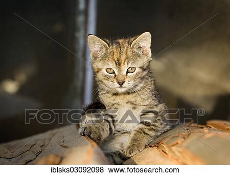 Stock Photo - "Brown-tabby kitten, farm cat, sitting on a pile of wood, basking in the sun, Satteldorf, Hohelohe, Baden-Wurttemberg, Germany, Europe". Fotosearch