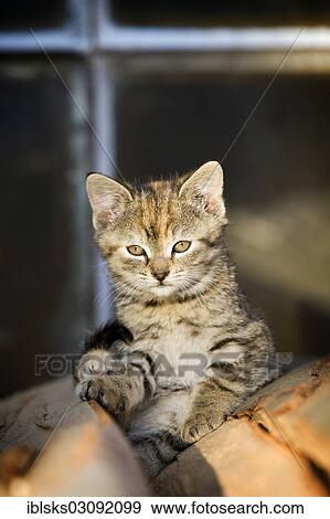 Stock Photo - "Brown-tabby kitten, farm cat, sitting on a pile of wood basking in the sun, Satteldorf, Hohelohe, Baden-Wurttemberg, Germany, Europe". Fotosearch