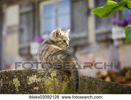 Stock Photo - "Brown-tabby kitten, farm cat, sitting on a wall in front of an old farmhouse, Satteldorf, Hohelohe, Baden-Wurttemberg, Germany, Europe". Fotosearch