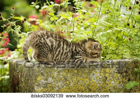 "Brown-tabby kitten, farm cat, sharpening its claws on the edge of a stone trough, Satteldorf, Hohelohe, Baden-Wurttemberg, Germany, Europe" View Large Photo Image Stock Photo - "Brown-tabby kitten, farm cat, sharpening its claws on the edge of a stone trough, Satteldorf, Hohelohe, Baden-Wurttemberg, Germany, Europe". Fotosearch