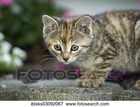 "Brown-tabby kitten in the garden, Satteldorf, Hohelohe, Baden-Wurttemberg, Germany, Europe" View Large Photo Image Stock Photo - "Brown-tabby kitten in the garden, Satteldorf, Hohelohe, Baden-Wurttemberg, Germany, Europe". Fotosearch