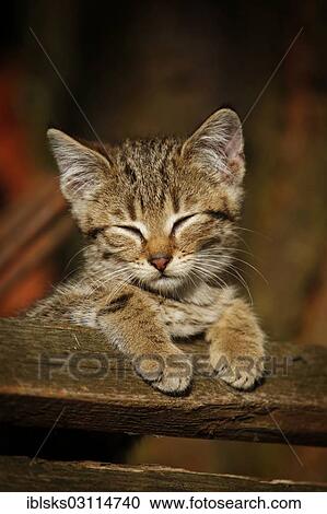 "Brown tabby kitten, leaning on wooden slats, Satteldorf, Hohenlohe, Baden-Wurttemberg, Germany, Europe" View Large Photo Image Stock Image - "Brown tabby kitten, leaning on wooden slats, Satteldorf, Hohenlohe, Baden-Wurttemberg, Germany, Europe". Fotosearch